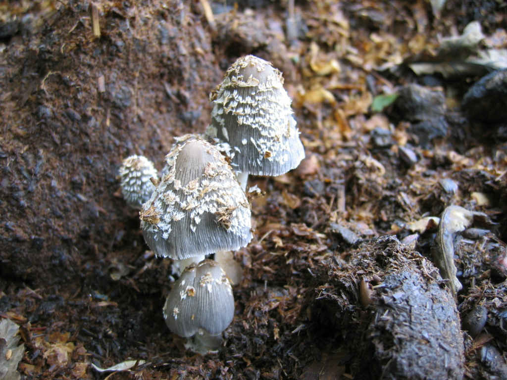 Coprinus cinereus?